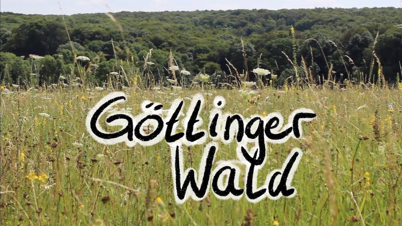 Göttinger Wald Exkursion