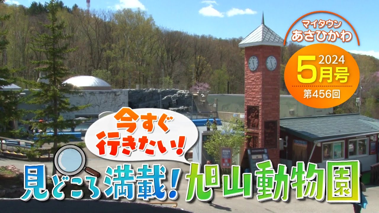 マイタウンあさひかわ「今すぐ行きたい！見どころ満載！旭山動物園」2024年5月26日放送