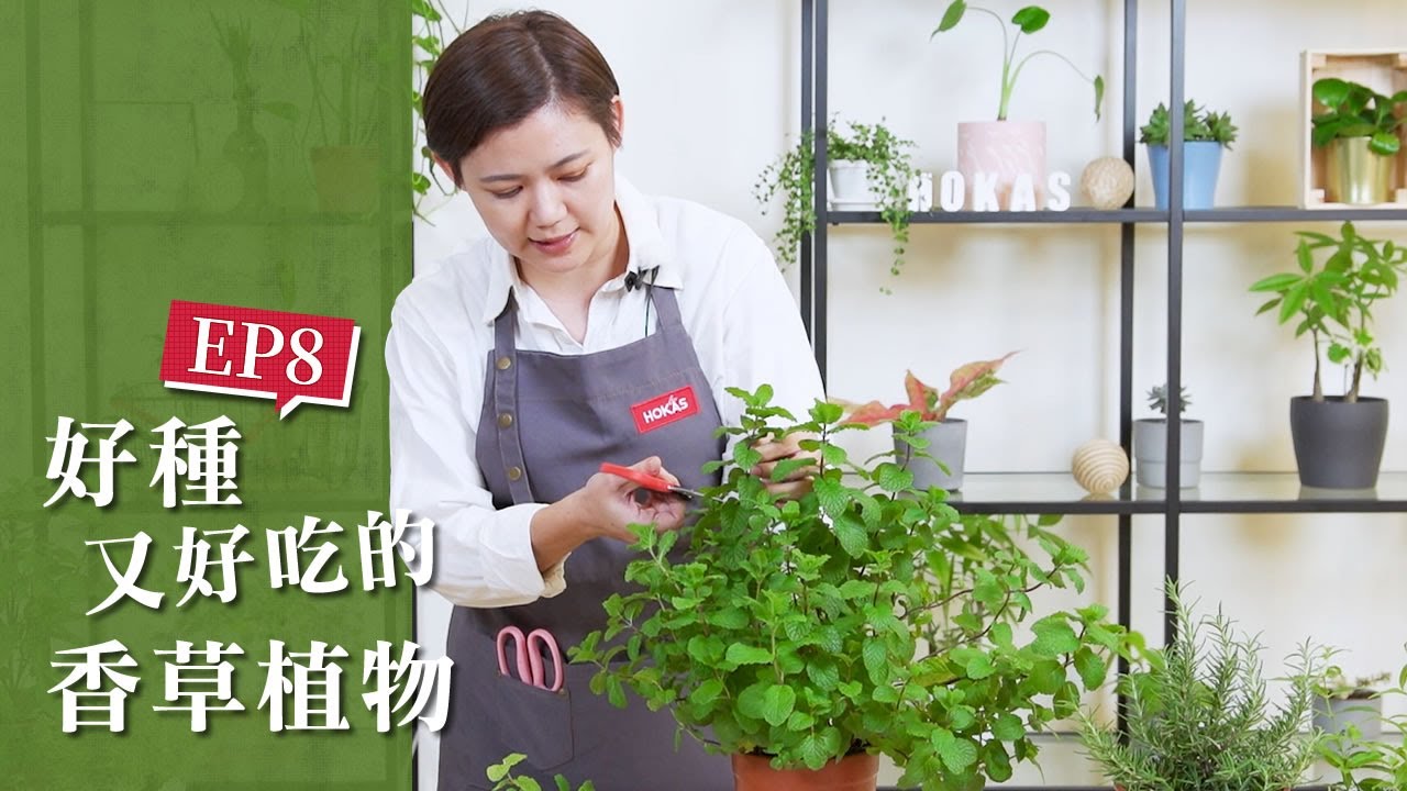 【HOKAS園藝知識館】EP8. 在料理中的靈魂-香草植物
