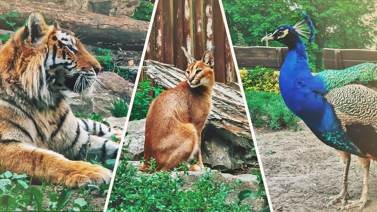 🐪 WYCIECZKA DO ZOO 🐪 poznański ogr&oacute;d zoologiczny 'NOWE ZOO' / odc. 218
