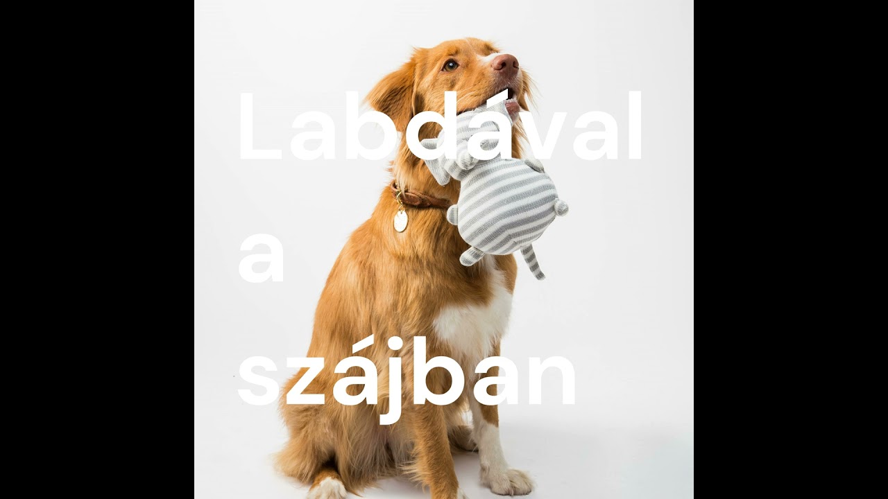 Szájzárat kapó pitbullok