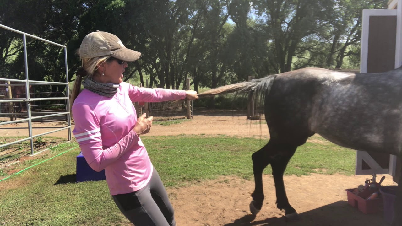 Neurologic Evaluation of The Gaited Horse Part 2 -Continuing Education for the Equine Veterinarian