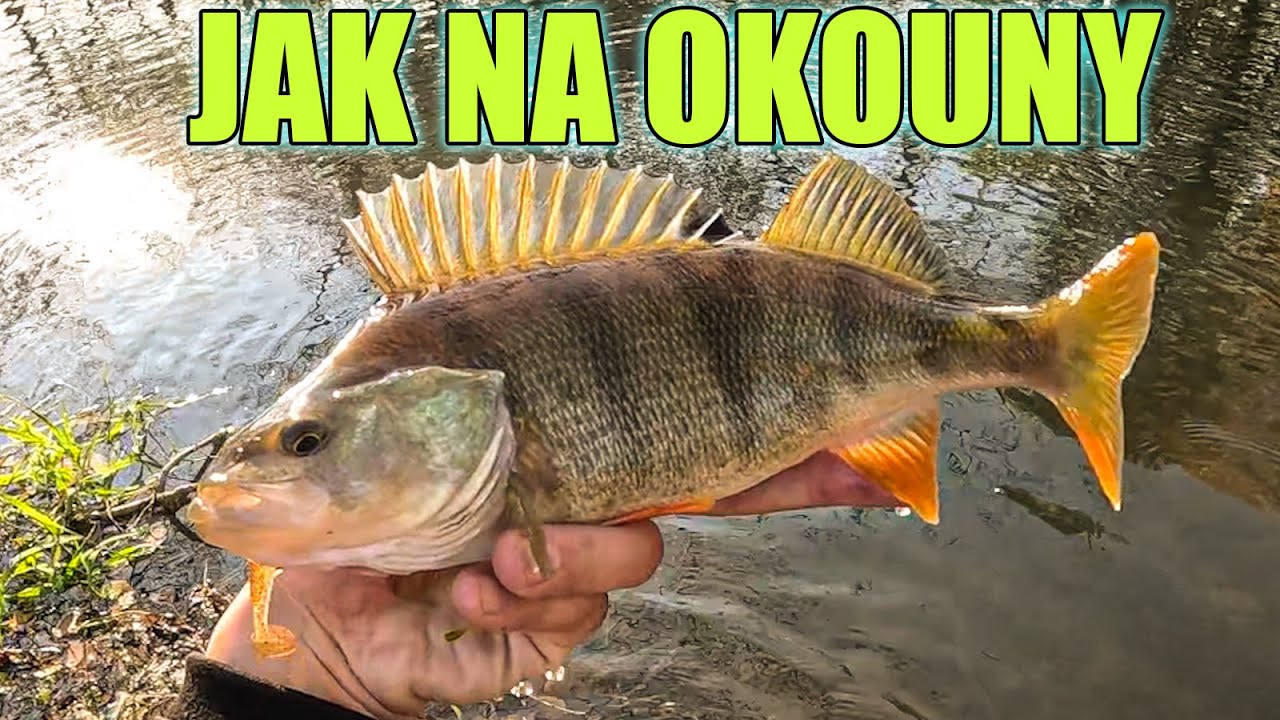 Nevěřil jsem kolik ryb mi zaútočilo na tuhle nástrahu / Jak na okouny?
