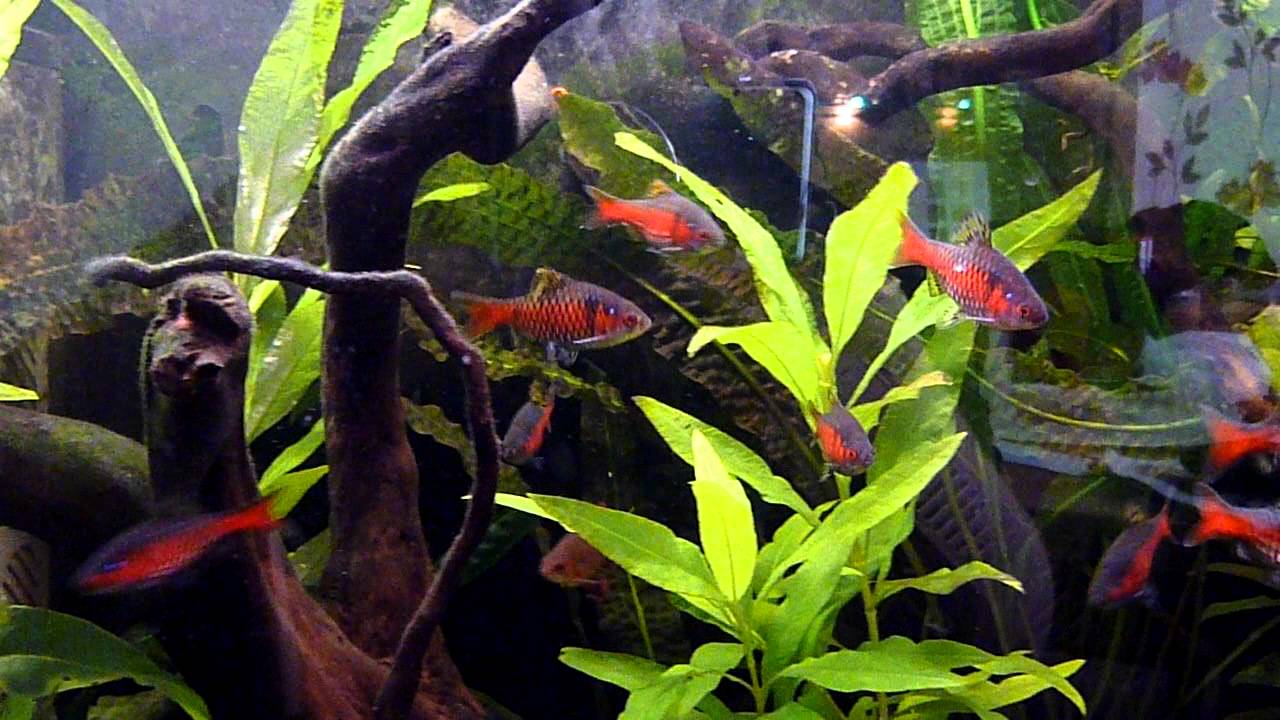 Odessa Barbs