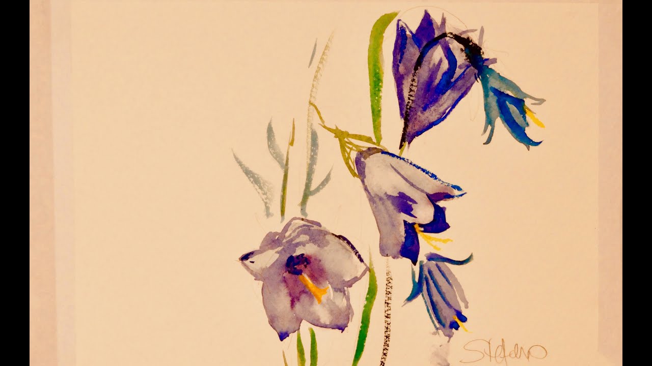 Aquarelle : Les Campanules