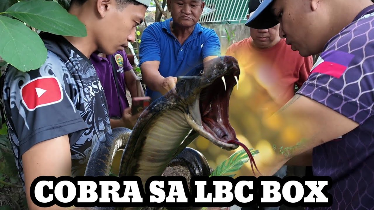 COBRA SA LBC ISANG KWARTONG PARCEL TINIRAHAN NG JUMBO COBRA