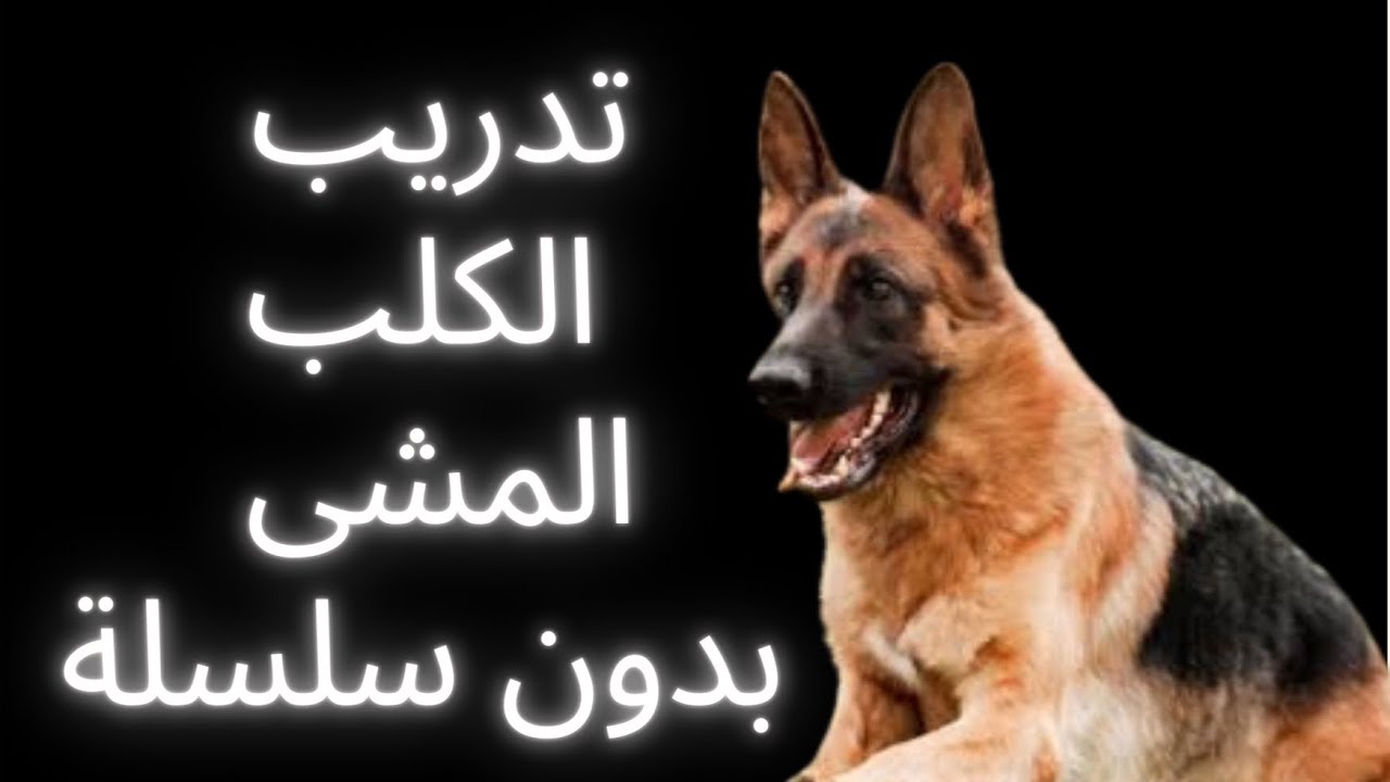 طريقة تدريب الكلب على المشى بدون سلسلة