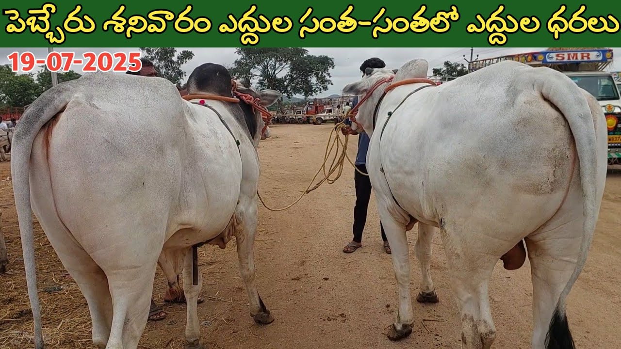 పెబ్బేరు శనివారం ఎద్దుల సంత | Pebbair Saturday Bulls market | Oxen prices | 19-07-2025 @purnafarms
