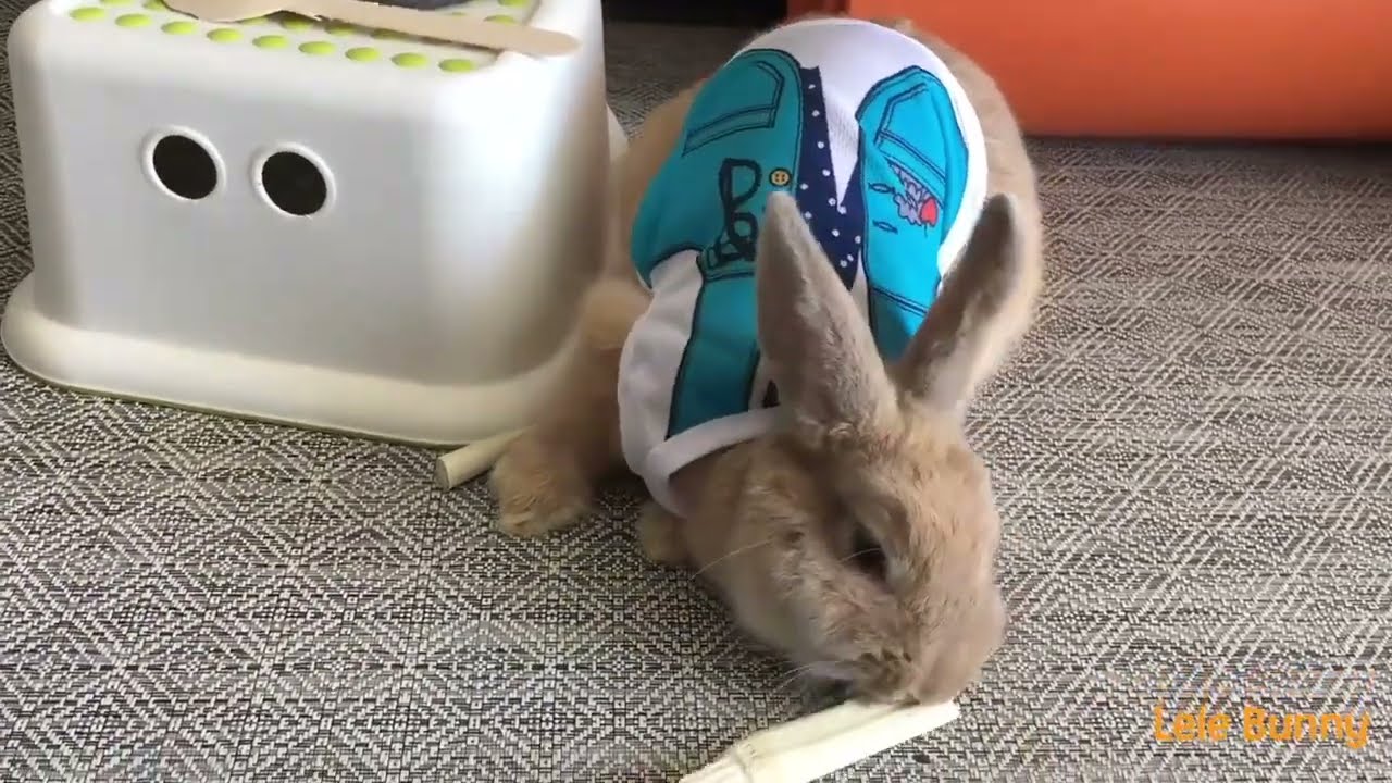 DO YOU LOVE BUNNY？lOVE THIS ONE/ Makkah Live | مكة مباشر | الحرم المكي مباشر | قناة القران الكريم ال