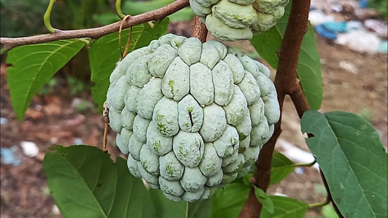 Sugar Apple ~ Annona squamosa (Srikaya) Which is Rich in Health Benefits