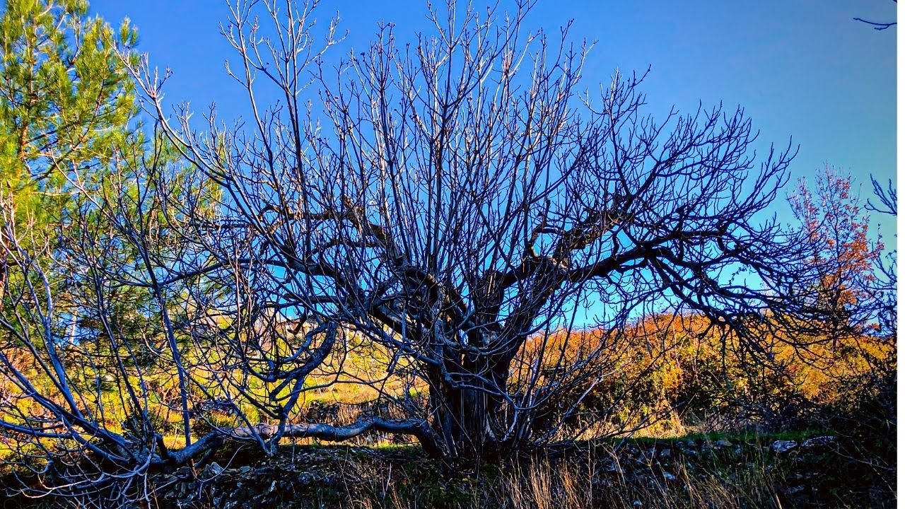 Pruning a 200-Year-Old Fig Tree / Trimming