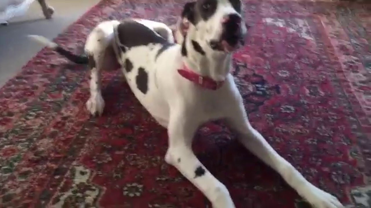Great Dane puppy throwing a tantrum