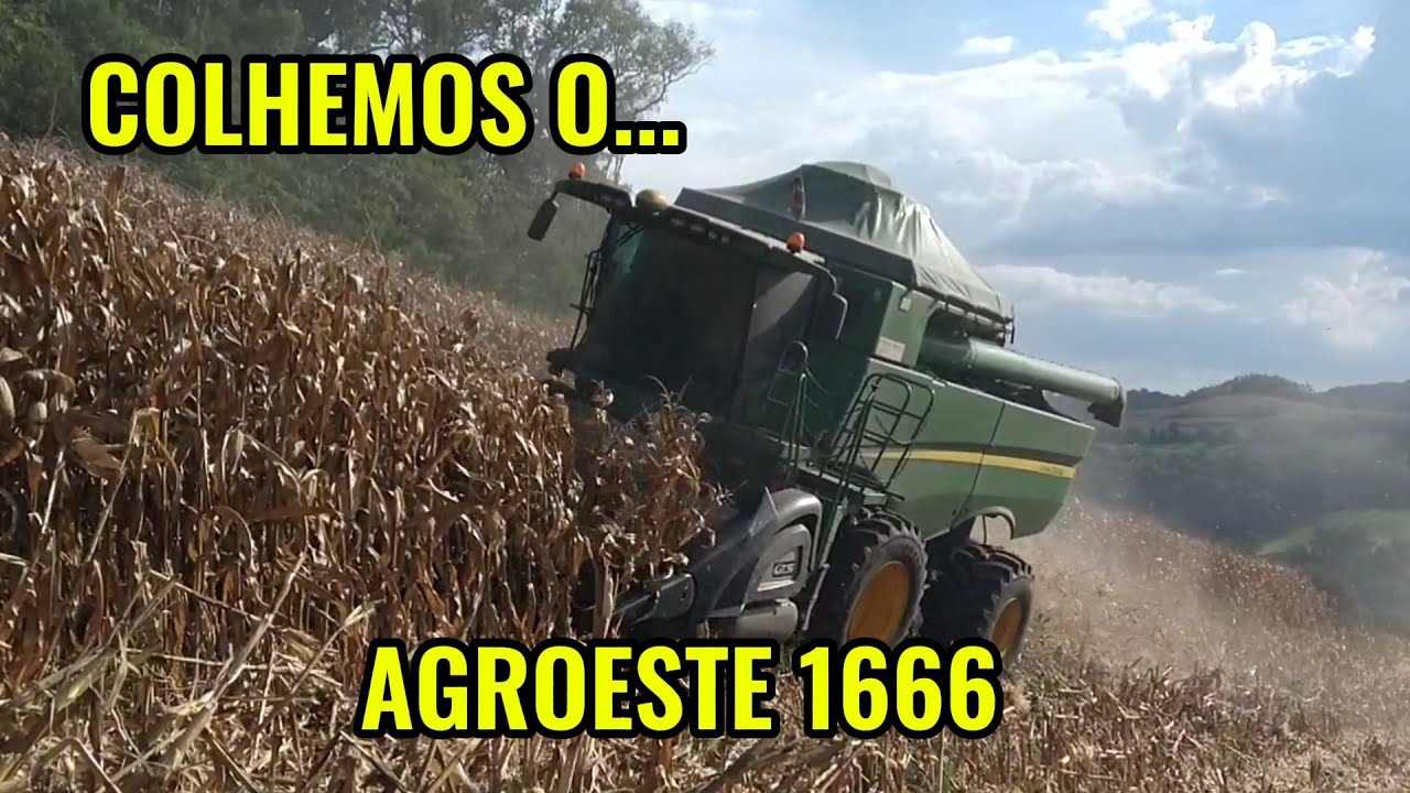 🌽 SAFRA 25/26: COLHEMOS O MILHO AGROESTE 1666 - ÁREA BASTANTE MANCHADA