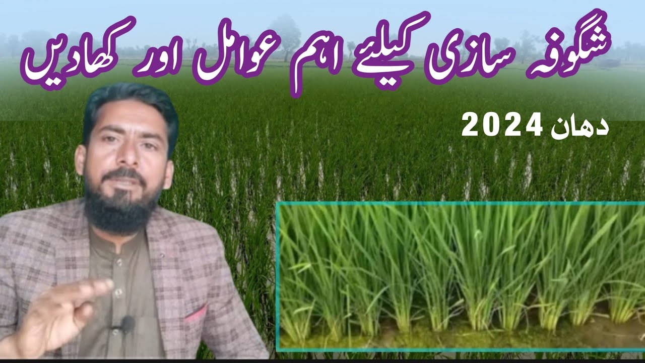 Moderate Fertilizer Plan for Paddy 2024: Boosting Yield and Controlling Disease.