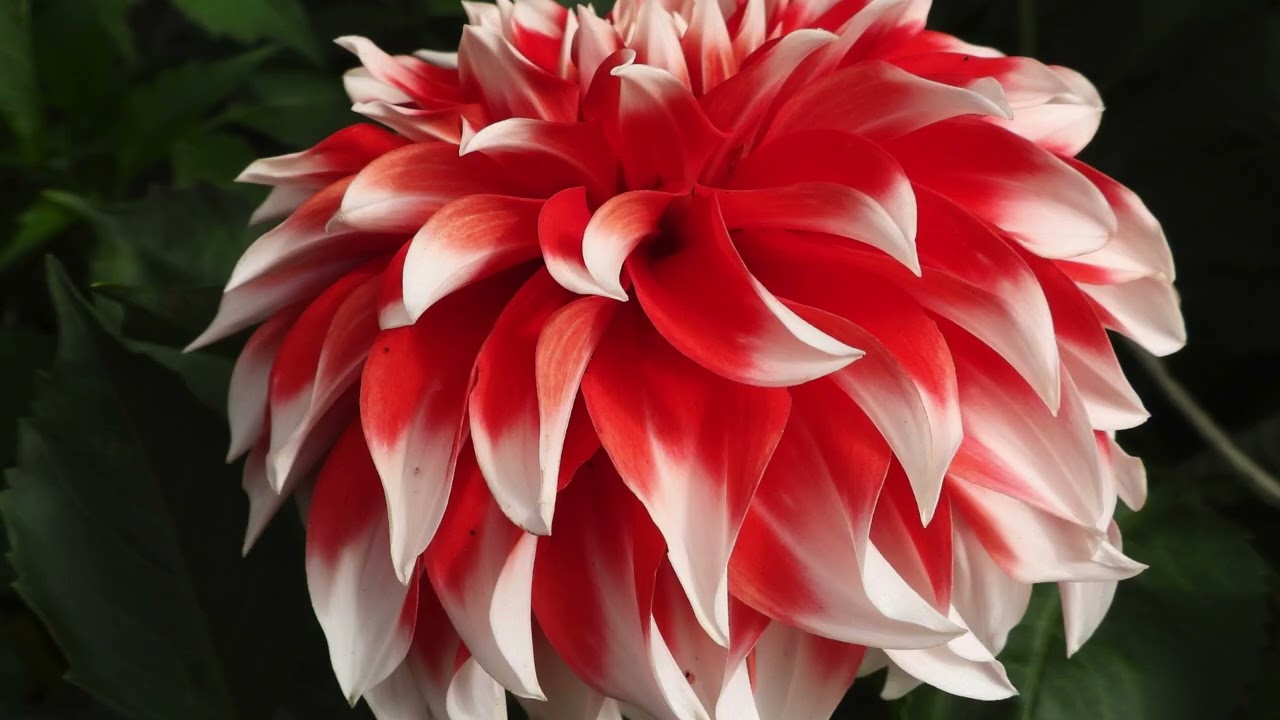 Dahlias  