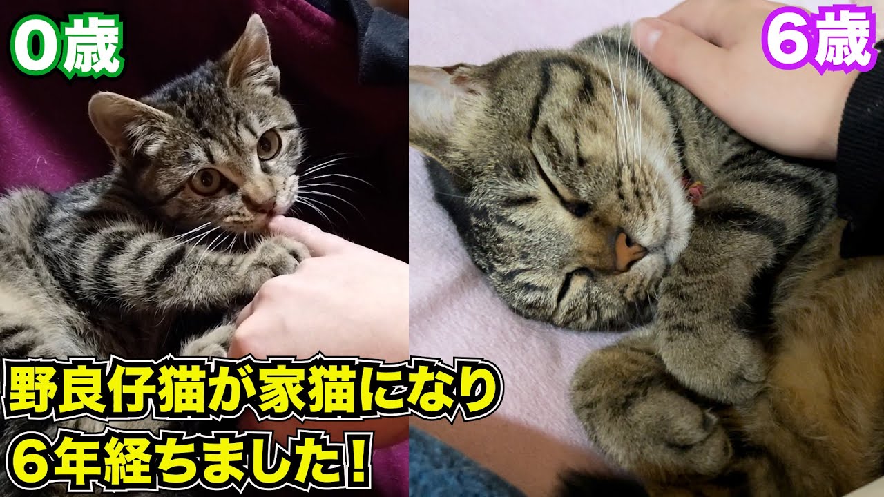 母猫が連れてきた野良仔猫が家猫になり6歳になりました！ #猫 #保護猫 #猫のいる暮らし #cat