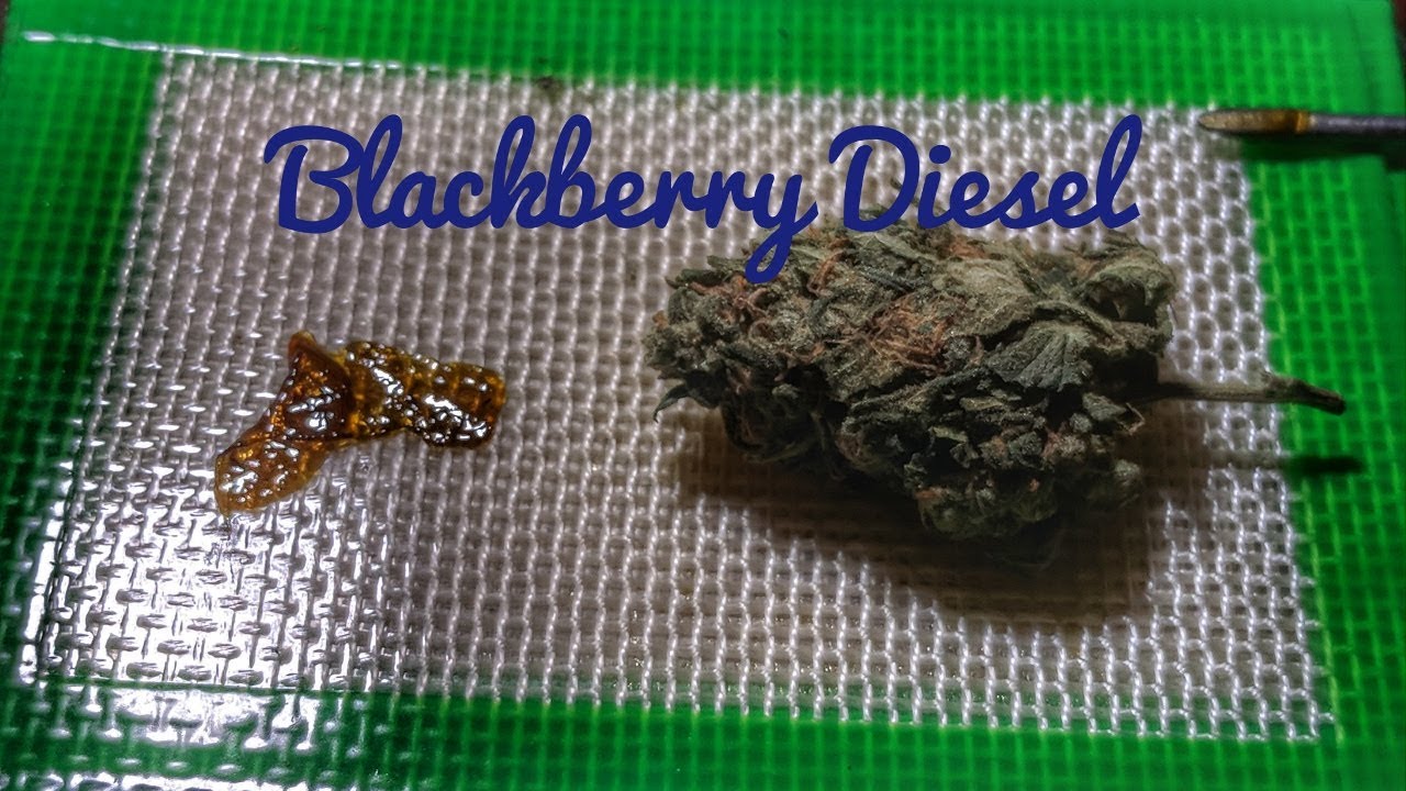 Strain Review - Bkd - Blackberry Diesel - MMJ Total Health Care