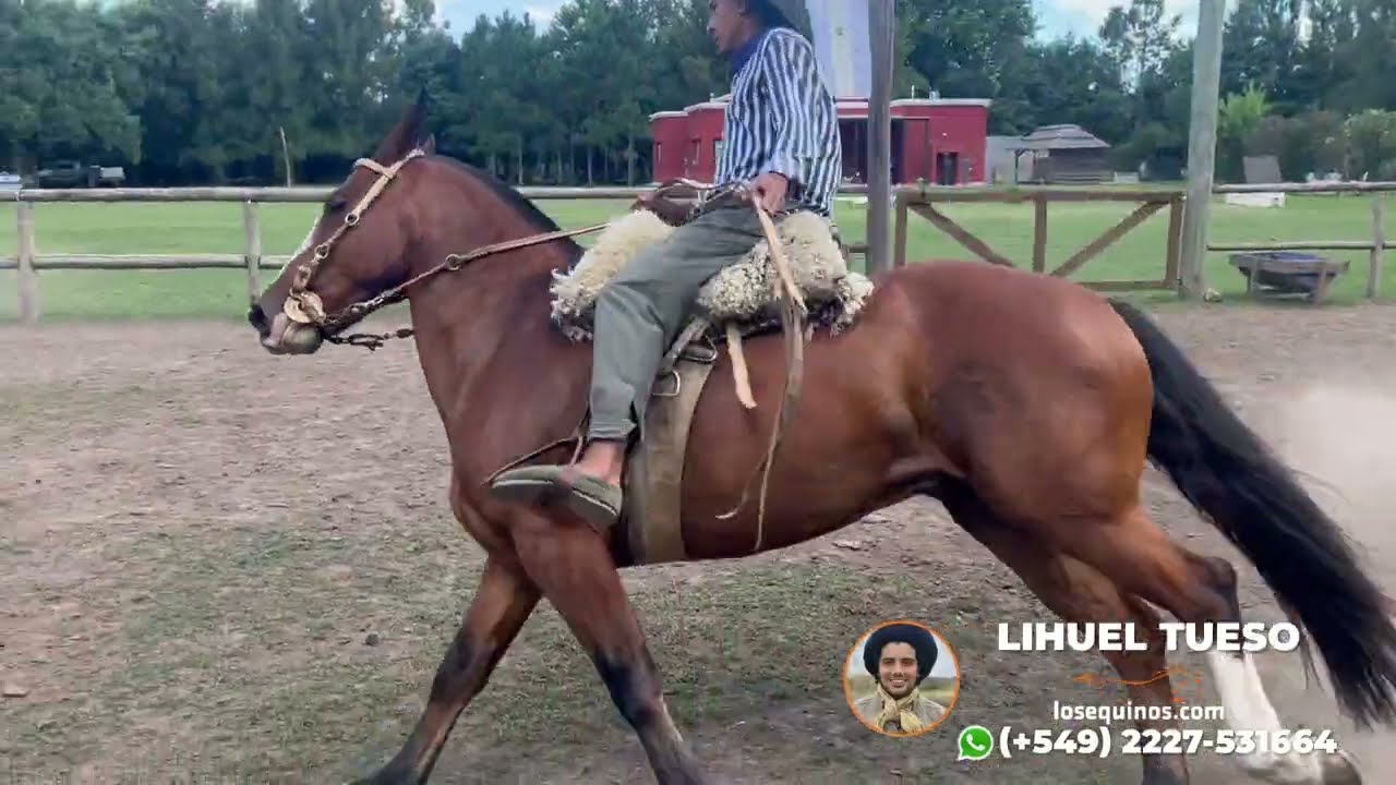 Criollo manso puro inscripto “DEL PADRE CACIQUE 4” $4.800.000 LOSEQUINOS.COM