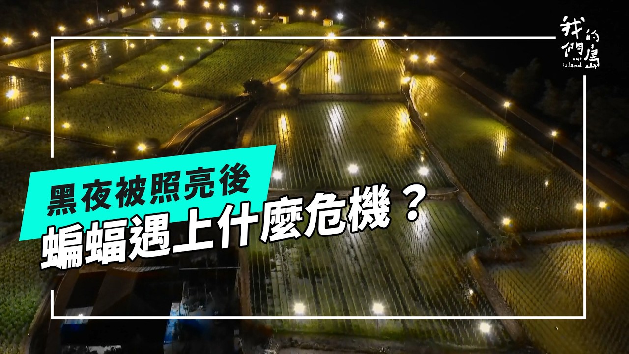 越來越亮的夜晚，越來越困擾的蝙蝠(公視我們的島 第1345集 2026-02-09)
