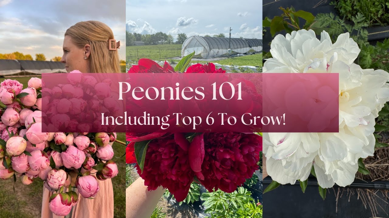 Peonies 101: Lessons Learned + Questions Answered 