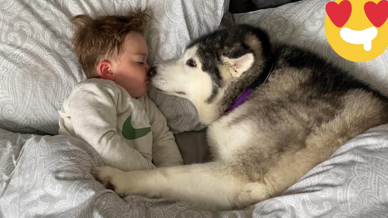 Husky Steals Babies Bed! But Falls Asleep Cuddling Eachother!! [CUTEST VIDEO EVER!!]