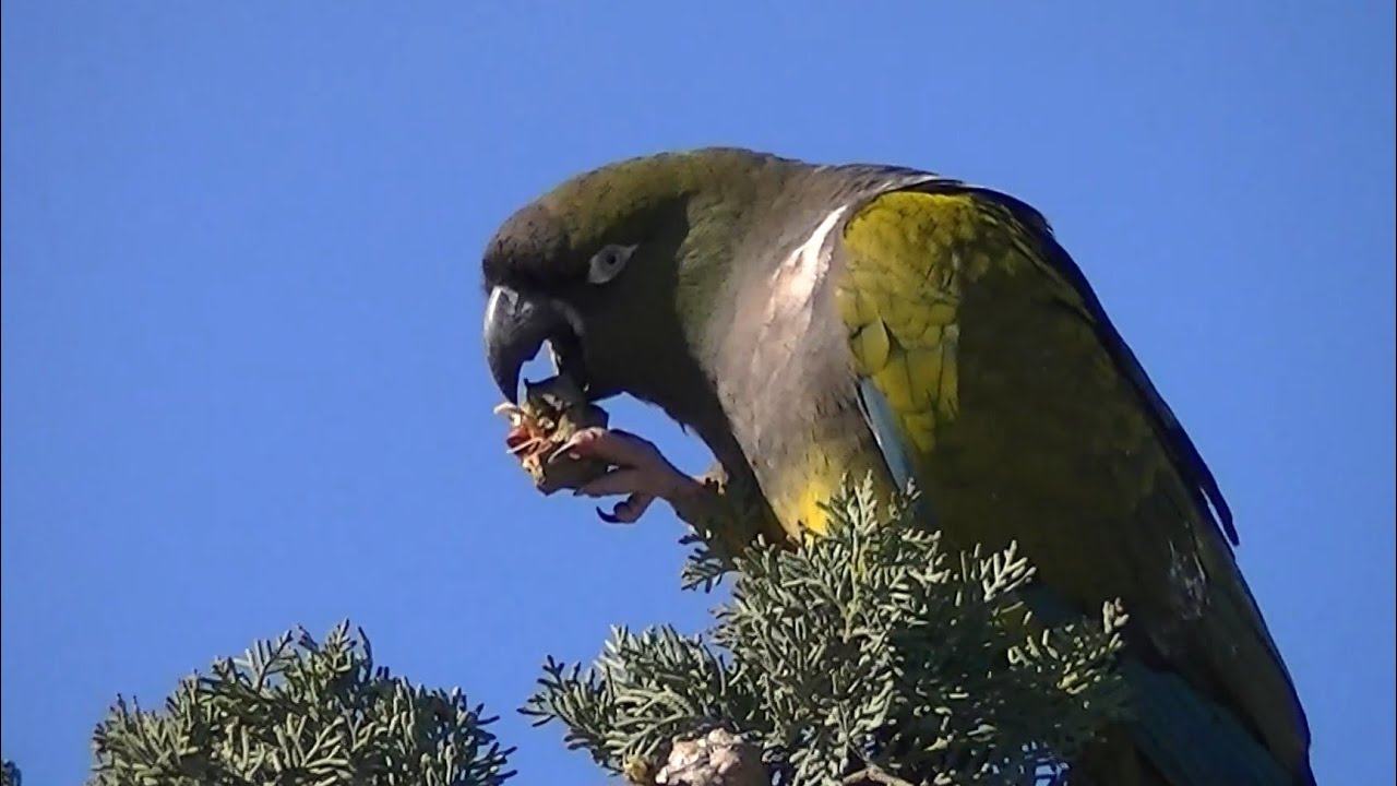 Loros barranqueros comiendo las piñas del ciprés.