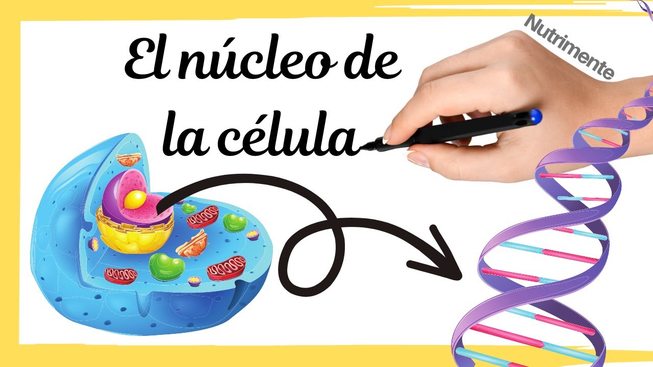 El N&Uacute;CLEO de la c&eacute;lula