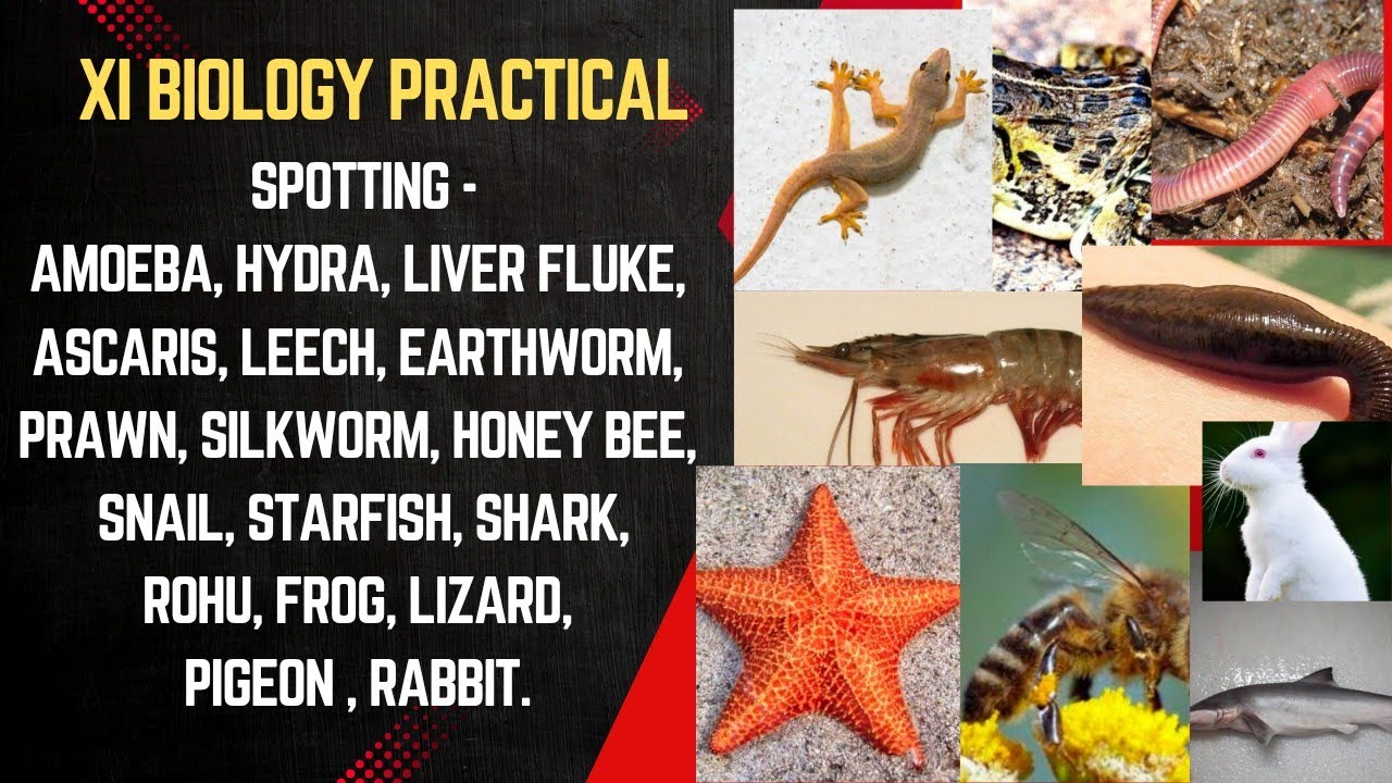 SPOTTING - Amoeba, Hydra, Liver fluke, Ascaris, Leech, Earthworm, prawn, silkworm, honey bee, snail
