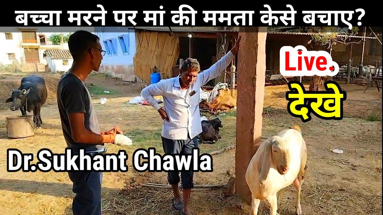 लापरवाही ना करे बकरी को केसे बचाए?Dr.Sukhant Chawla Live dekhe
