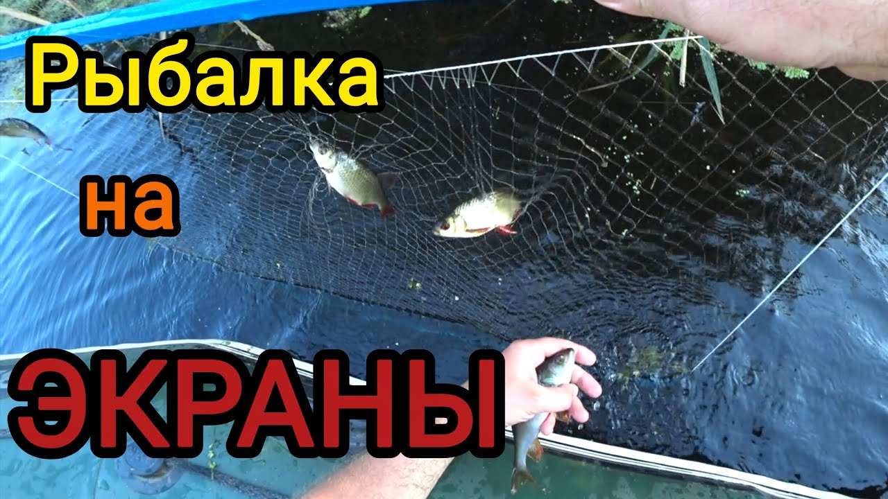 РЫБАЛКА НА ЭКРАНЫ. ВСЁ ТАКИ НАШЁЛ ГДЕ ХОДИТ РЫБА.