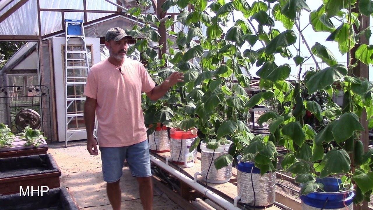 Dutch Bucket Hydroponics - Growing Cucumbers, Tyria and Iznik