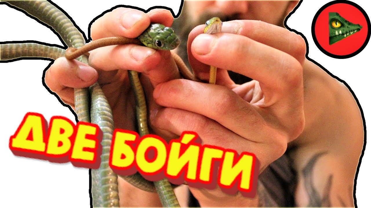 ДВЕ БОЙГИ! Разница в возрасте и окрасе