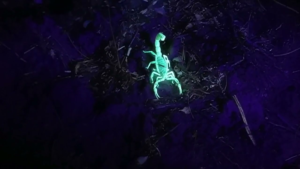 Lo que puedes ver en el campo con una luz UltraVioleta