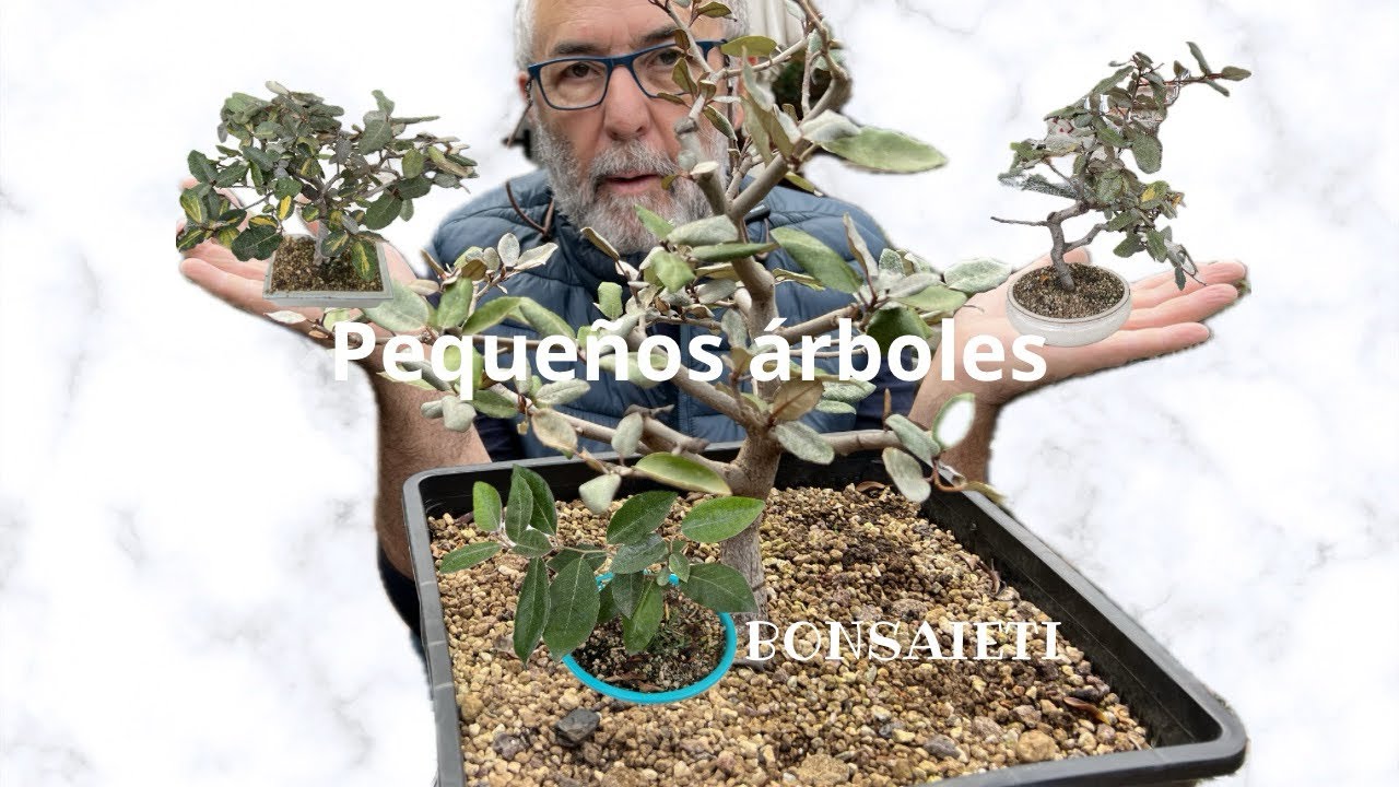 Eleagnus pungens: легко ли его выращивать?