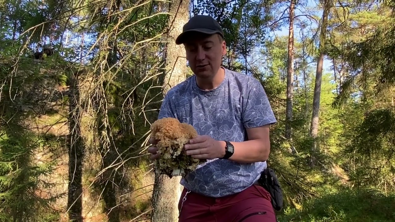 Blomkålssvamp (Sparassis crispa).