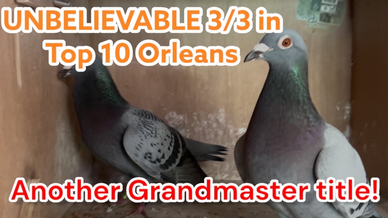 Racing Pigeons 2025: 3/3 in Top 10 on Orléans! 🏆 Another Grandmaster Title 🔥