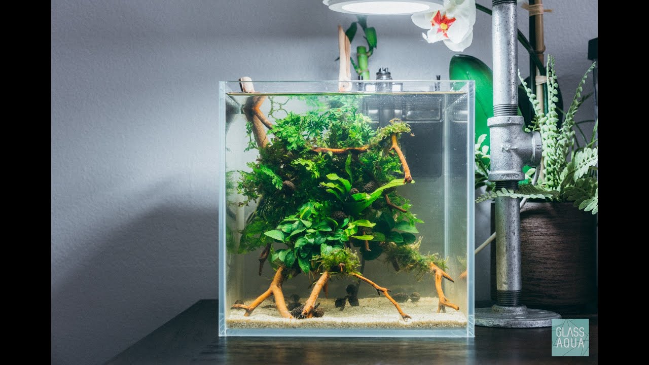 Como cuidar da planta Anubias Nana de aquário