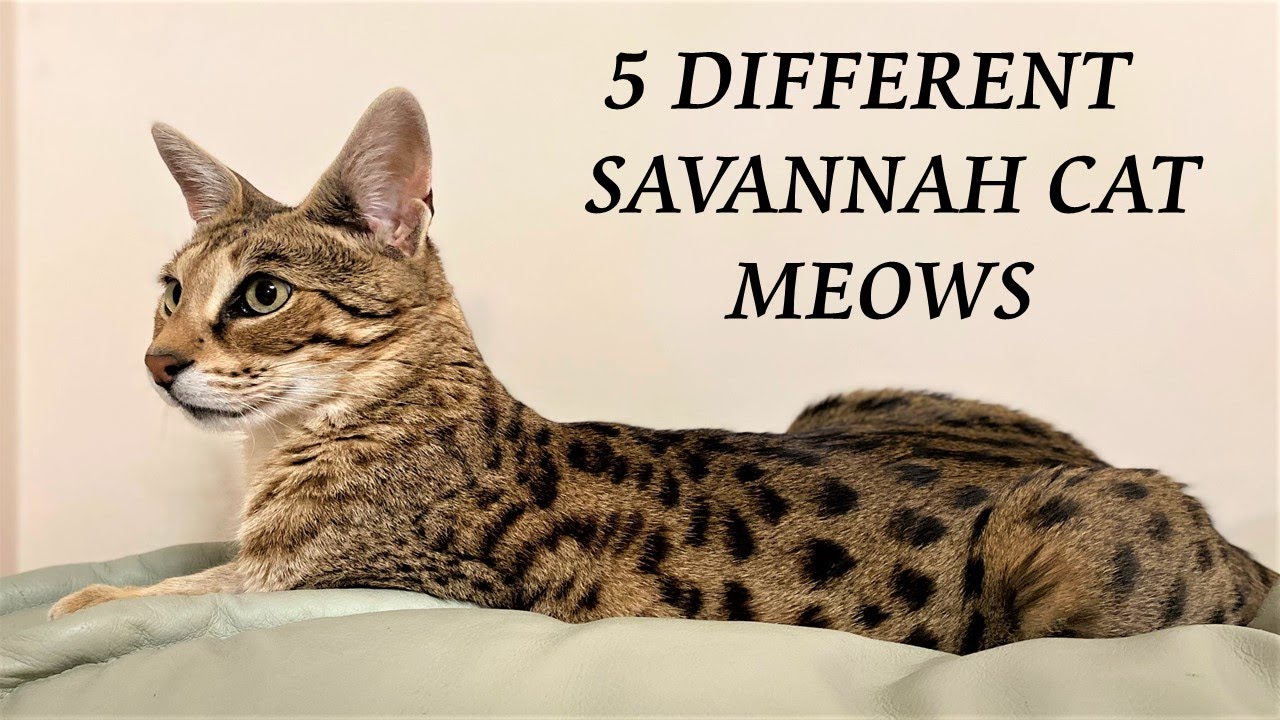 5 различных саванны кошки мяукая и что они означают
