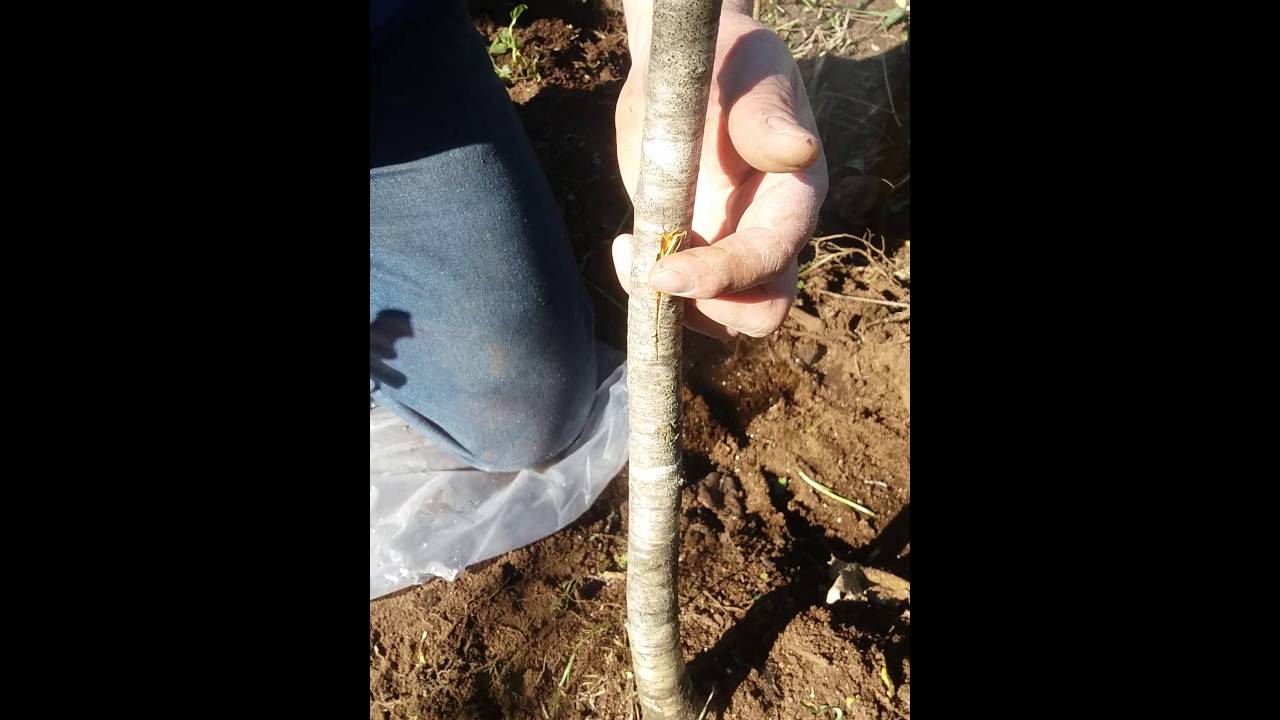 Injerto de estaca y ojo dormido en Cerezo