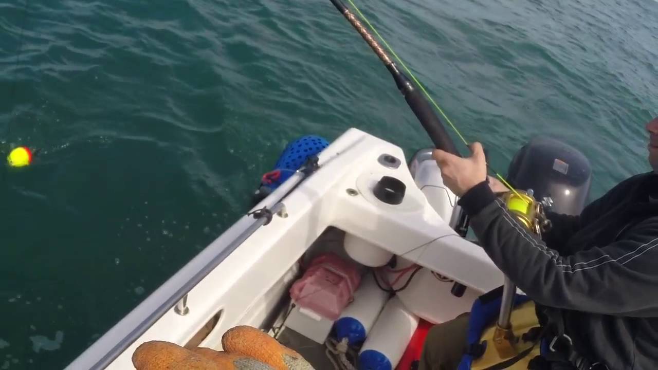 350lb Thresher shark fishing UK