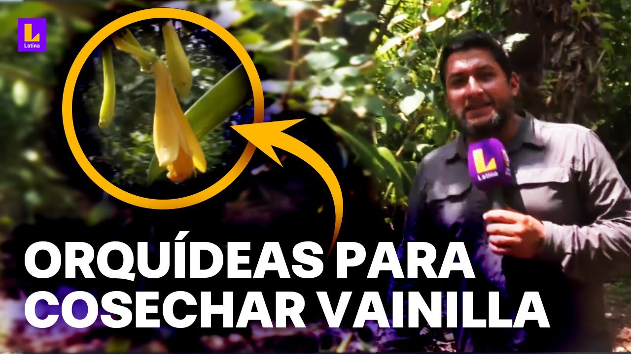 Para cosechar vainilla: Siembran estas orquídeas en la selva peruana