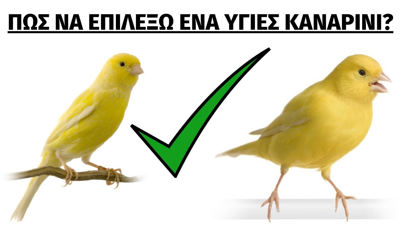 ΤΙ ΝΑ ΠΡΟΣΕΞΩ ΚΑΤΑ ΤΗΝ ΑΓΟΡΑ ΕΝΟΣ ΚΑΝΑΡΙΝΙΟΥ