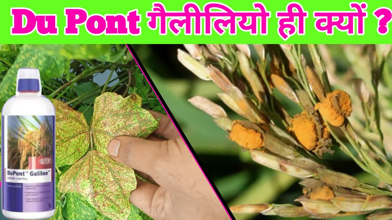 Du pont Galileo fungicide। galileo kya kam karta hai। dhan me kand ki dawa। Dupont best fungicide।