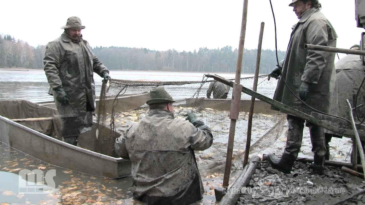 Výlov - Kravský rybnik 2011