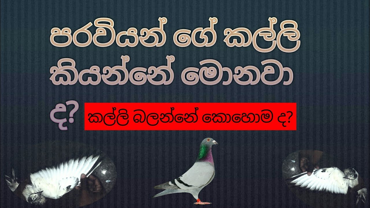 පරවියන් ගේ කල්ලි බලන්නේ කොහොම ද? l #pigones