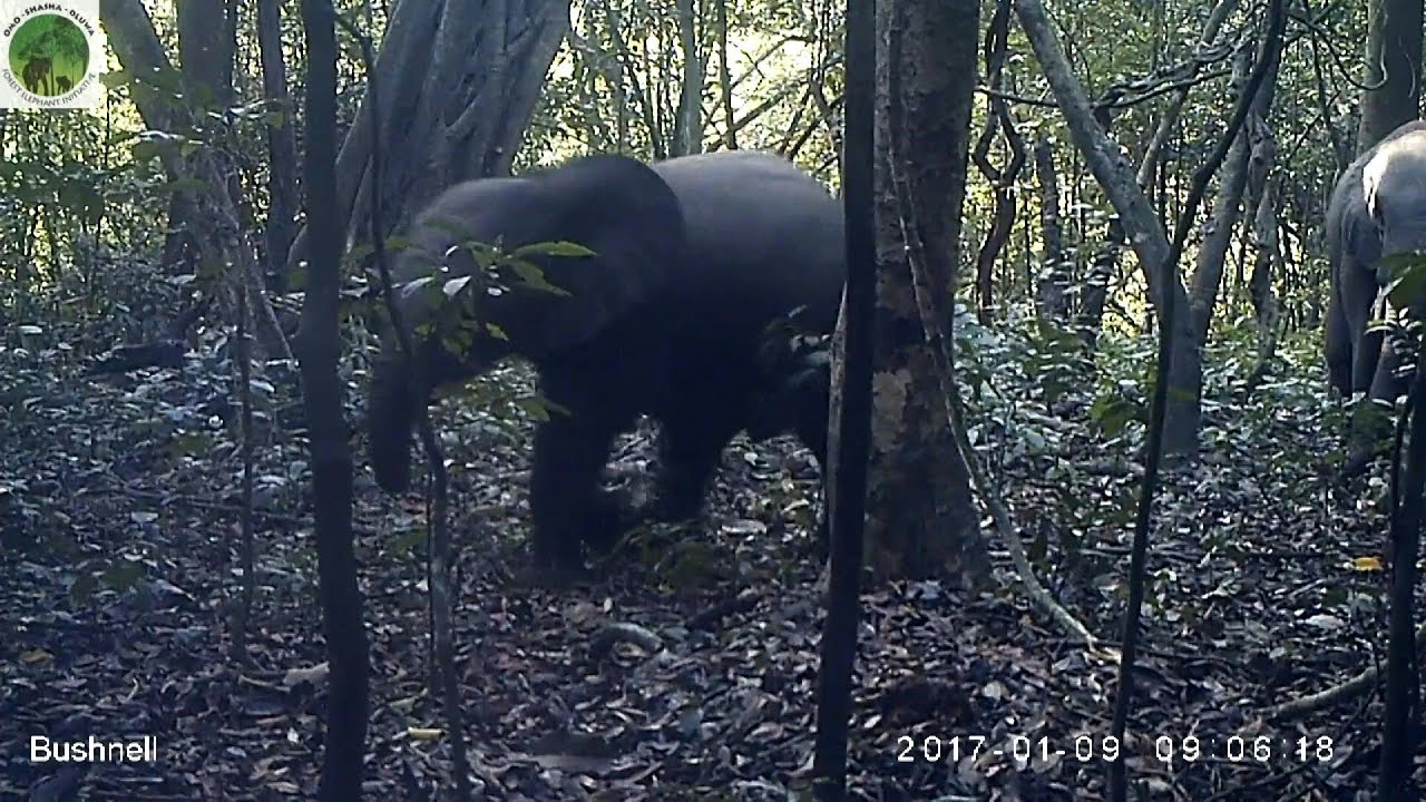 Elephants: endangered gentle giants outside Nigeria's megacity | AFP