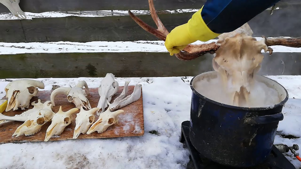 Wybielanie czaszki perhydrolem | Whitening a skull with Hydrogen peroxide! Zrzuty 2021