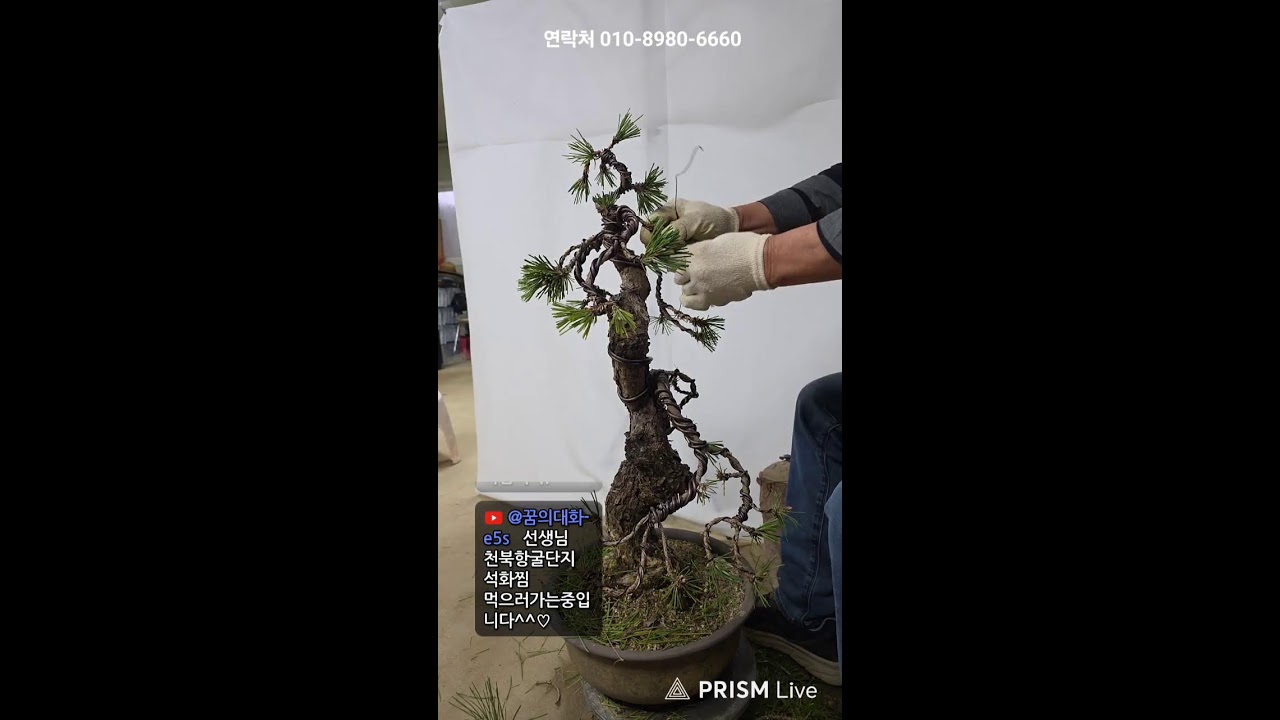 노목 흑송 분재만들기