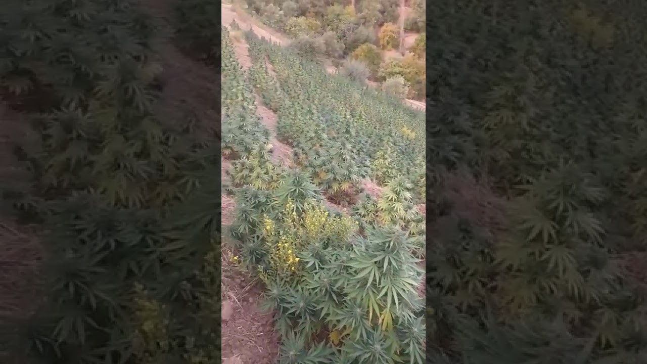 Der Unterschied zwischen dem Cannabisanbau in Deutschland und dem Anbau in Marokko