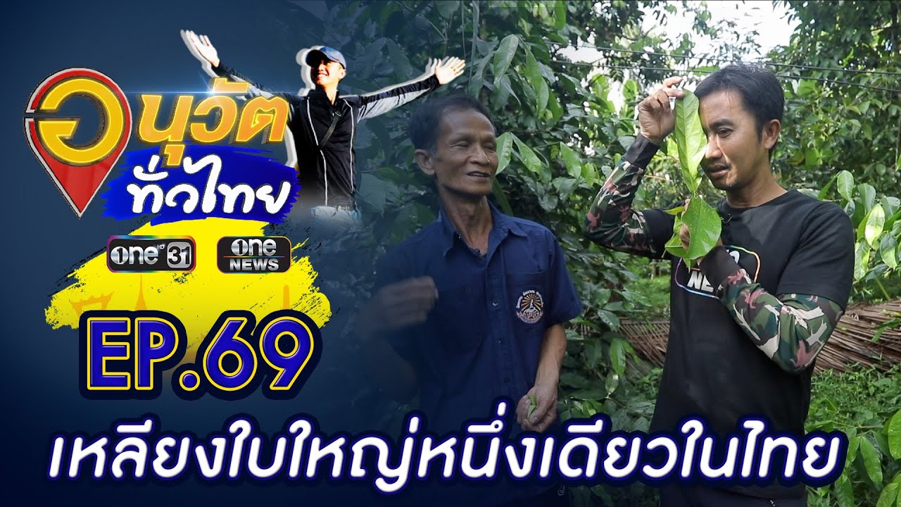 ราชินีผักพื้นบ้าน เหลียงใบใหญ่ หนึ่งเดียวที่ลำสินธ์ุ | อนุวัตทั่วไทย | EP 69 | ข่าวช่องวัน | one31